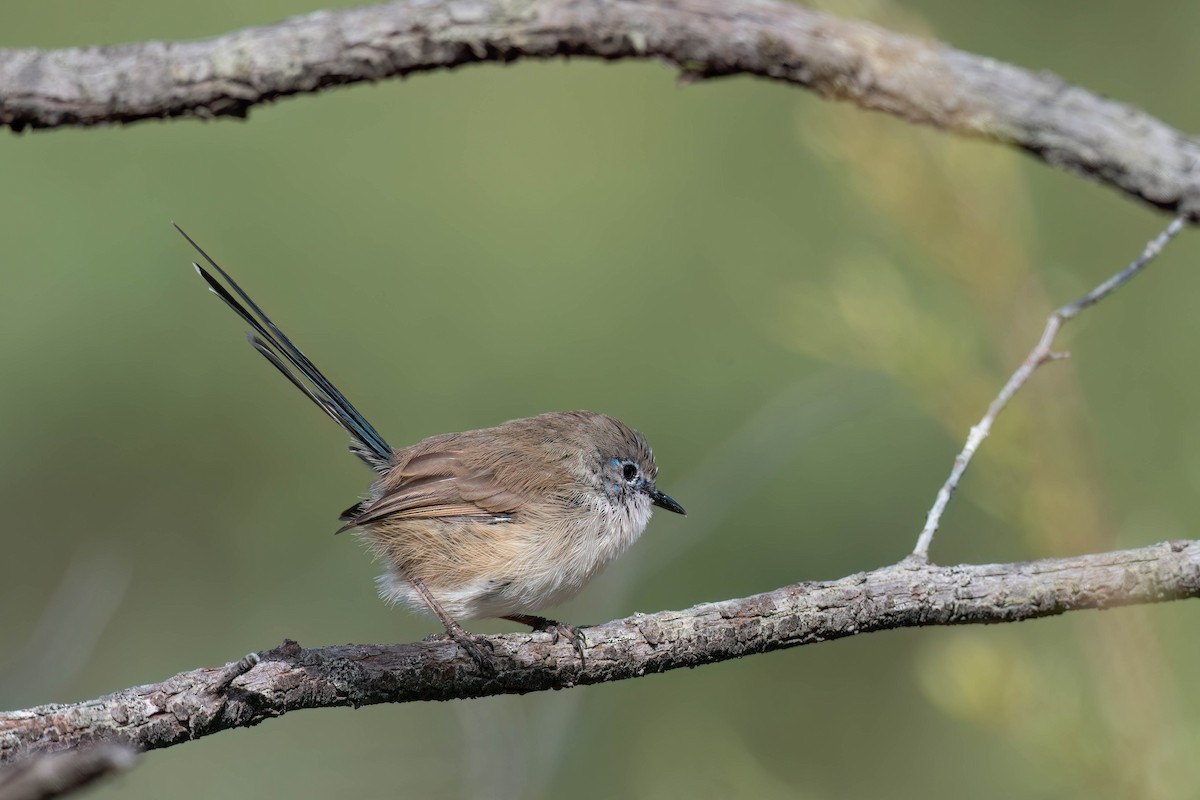 Purple-backed/Variegated Fairywren - ML617954520