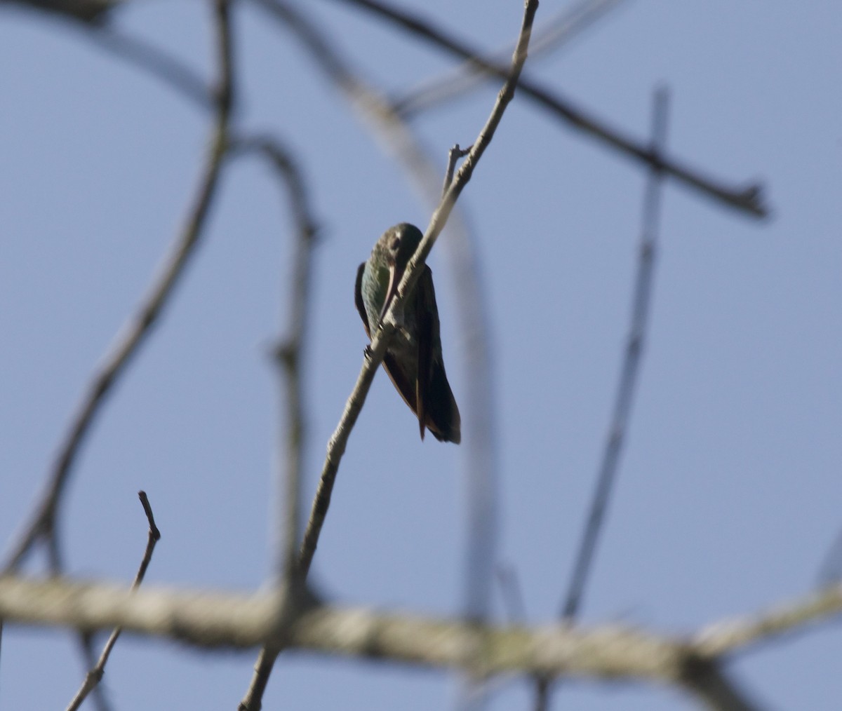 kolibřík zelenohrdlý - ML617954581