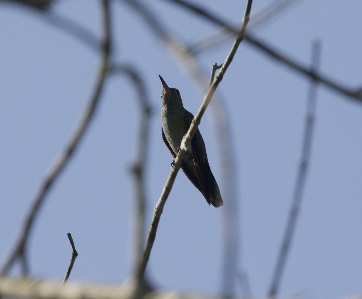 kolibřík zelenohrdlý - ML617954587