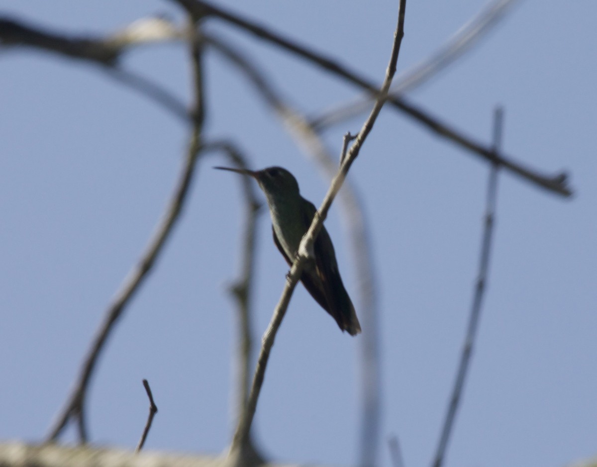 kolibřík zelenohrdlý - ML617954592