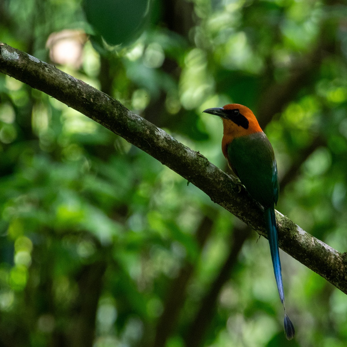 Rufous Motmot - ML617954609