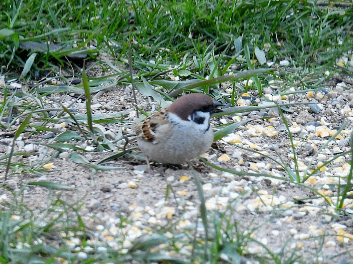 Eurasian Tree Sparrow - Melody Walsh