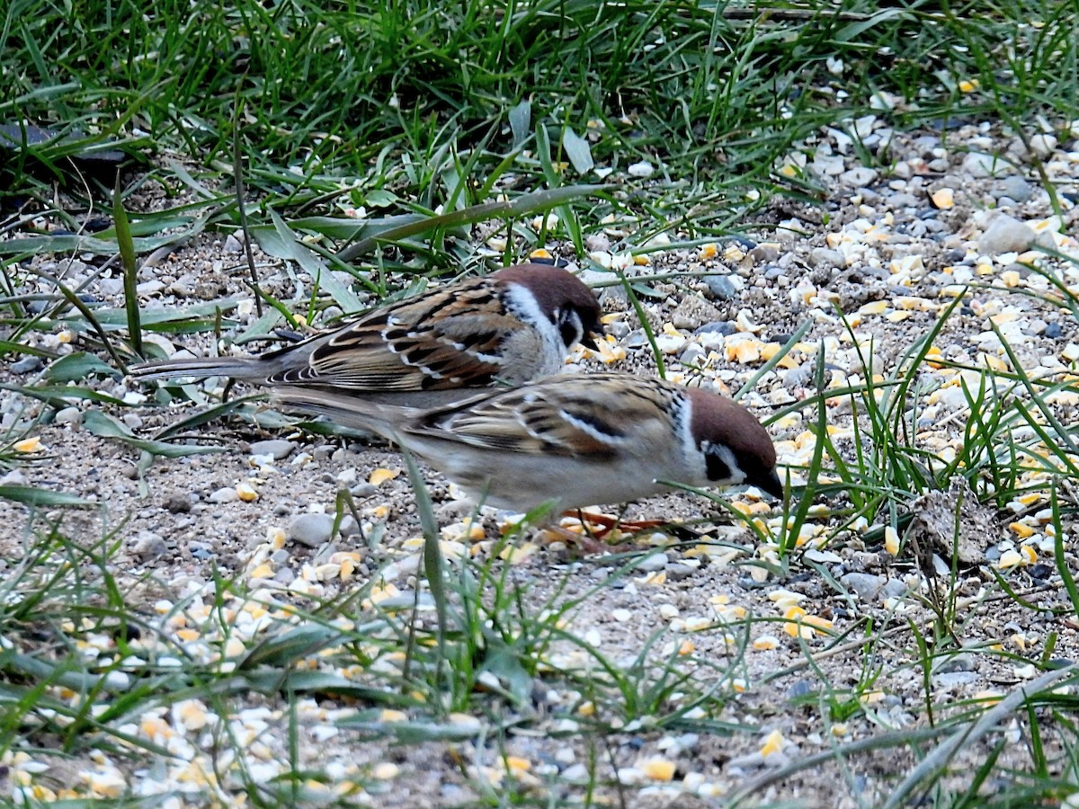 Eurasian Tree Sparrow - Melody Walsh
