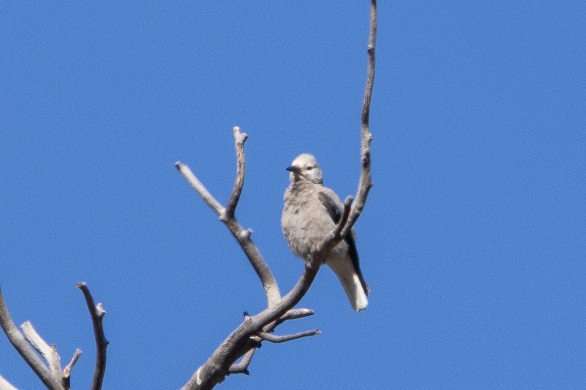 Clark's Nutcracker - ML617954682