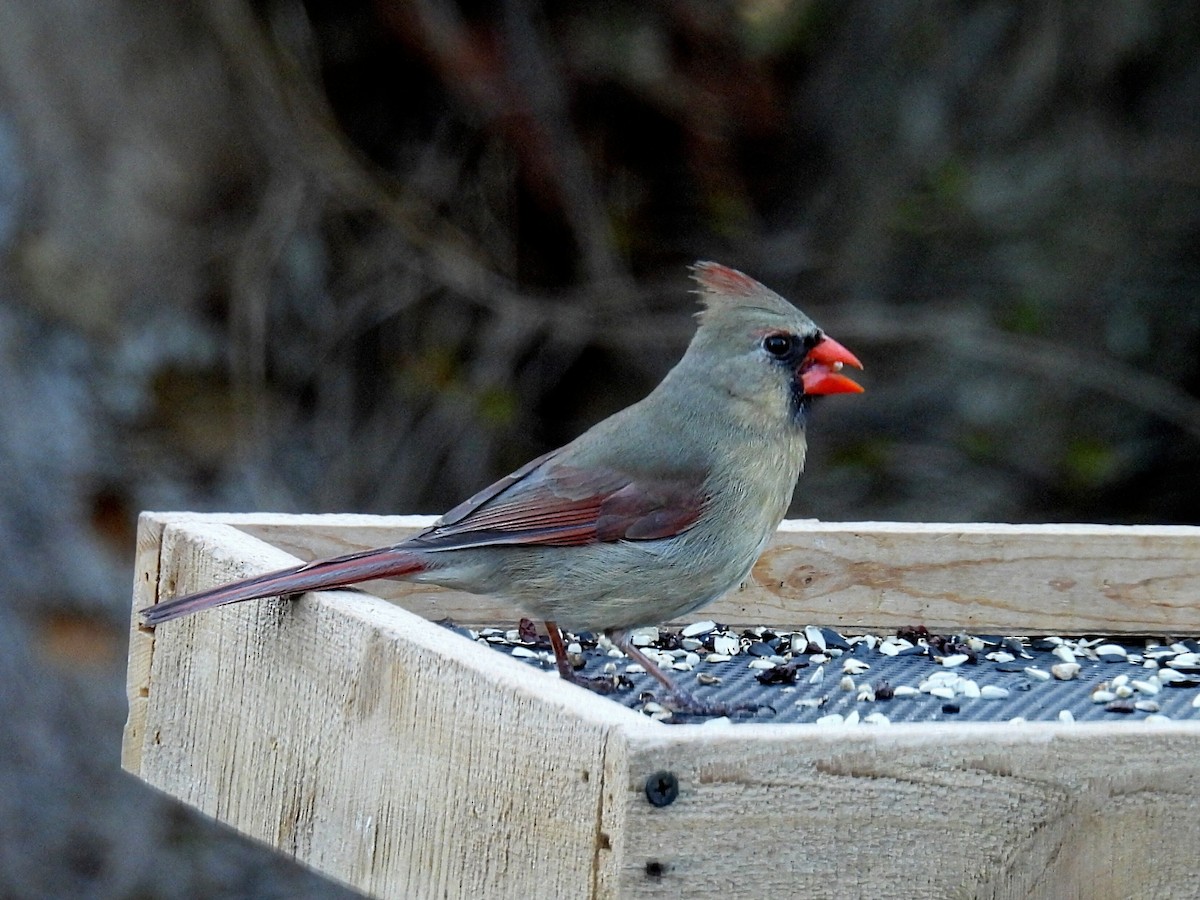 Northern Cardinal - ML617954783