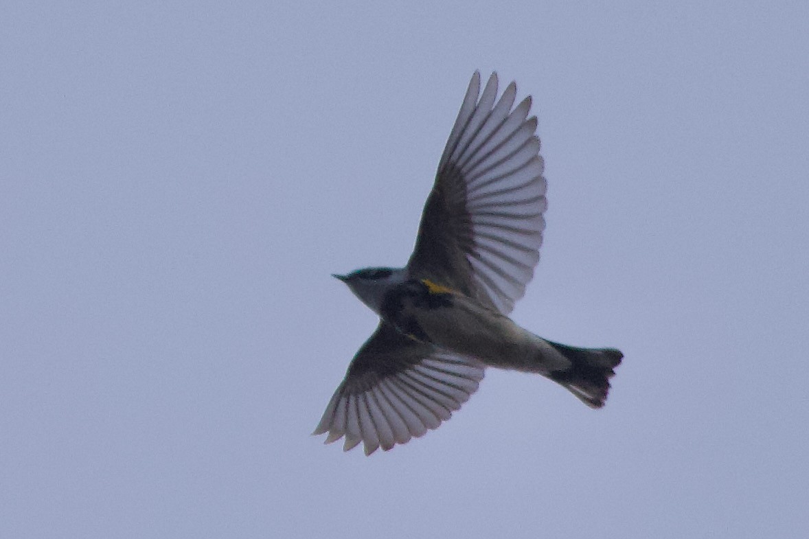 Yellow-rumped Warbler - ML617954814