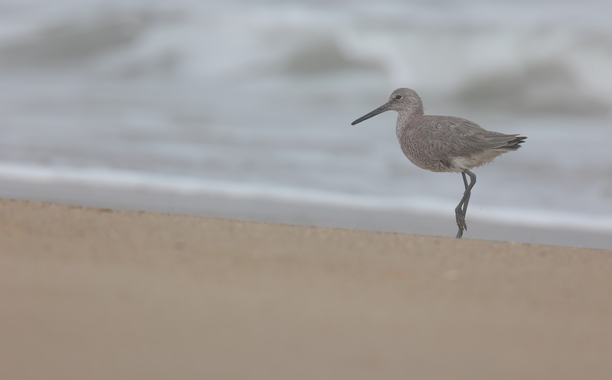 Willet - ML617954828