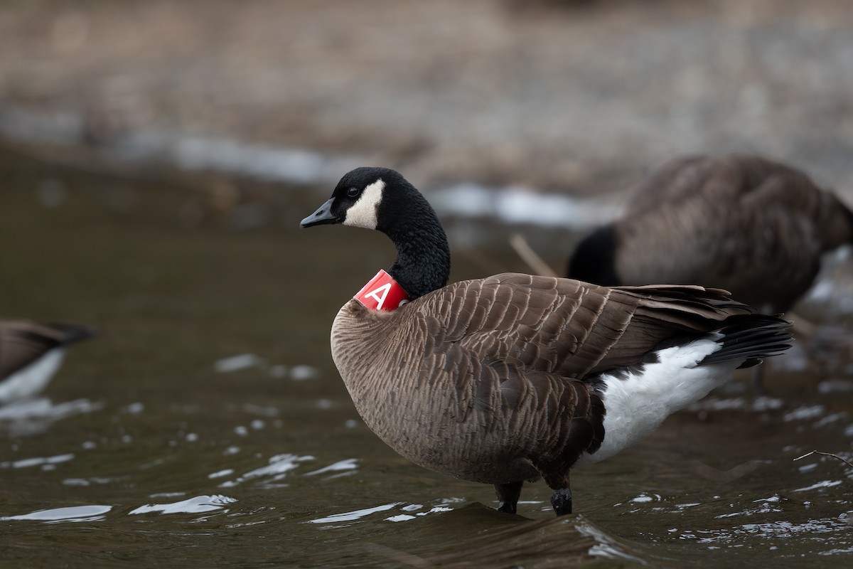 Canada Goose (occidentalis/fulva) - ML617954904