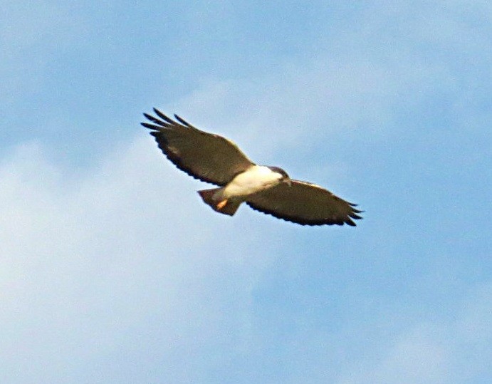 Augur Buzzard - Andrew Cauldwell