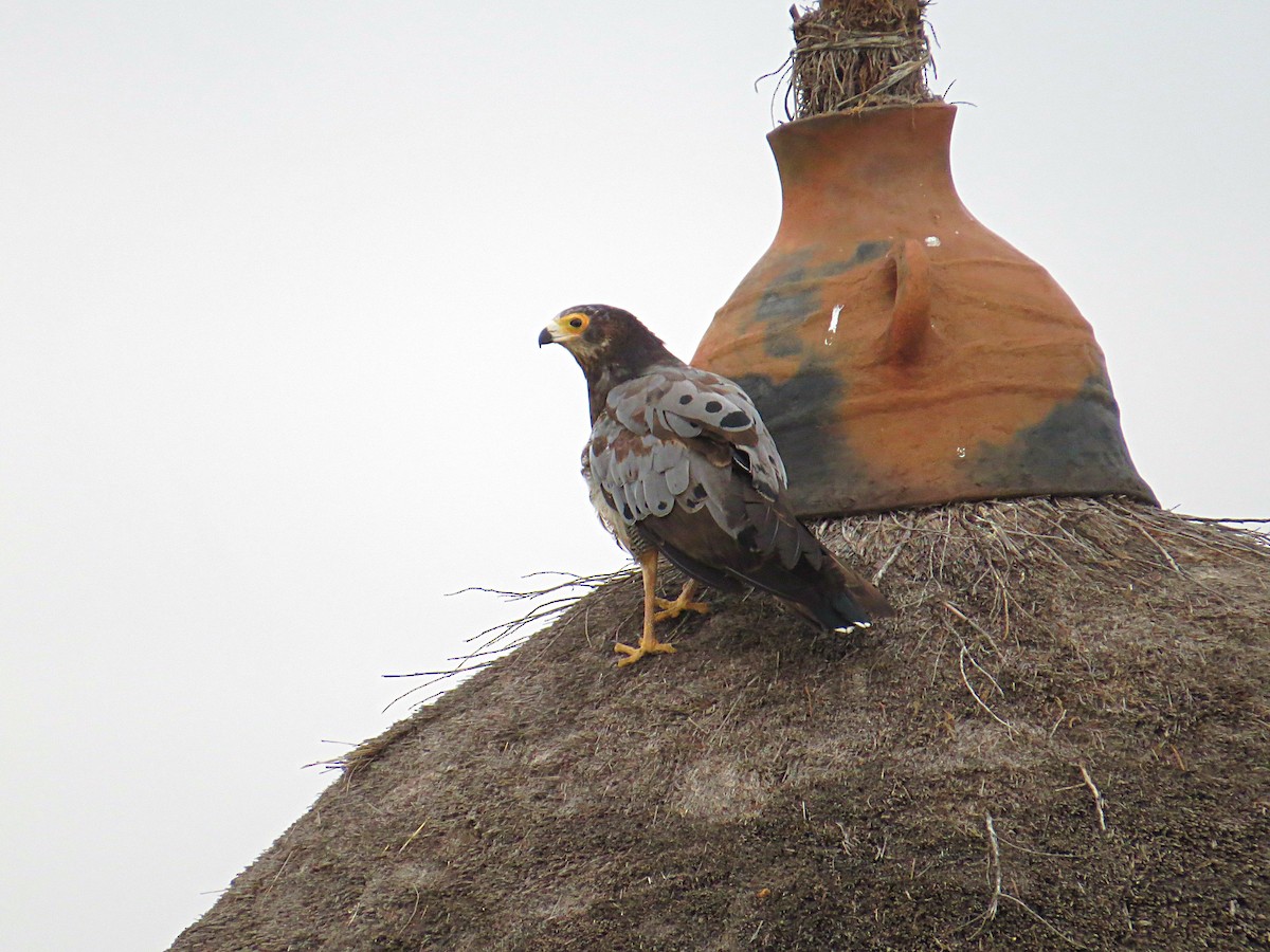 African Harrier-Hawk - ML617954966