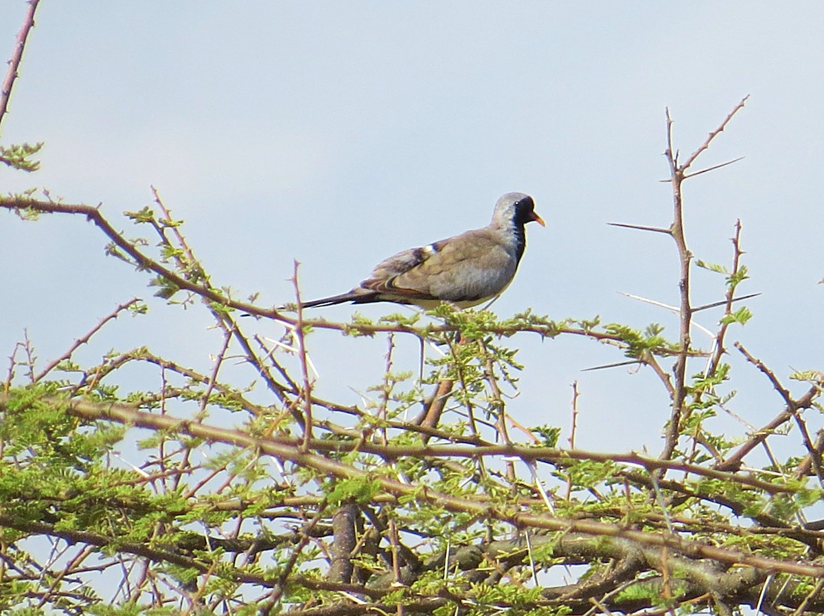 Namaqua Dove - ML617954980