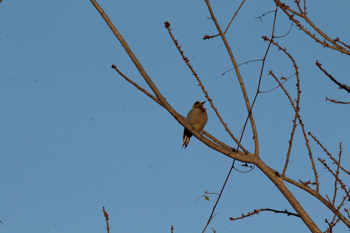 Golden-cheeked Woodpecker - Jocelyn Pyne