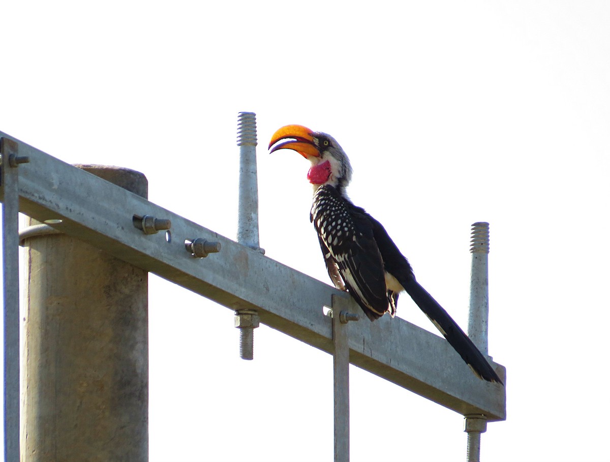 Eastern Yellow-billed Hornbill - ML617954994