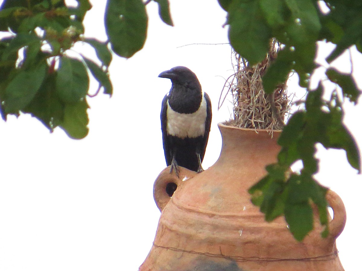 Pied Crow - ML617955021