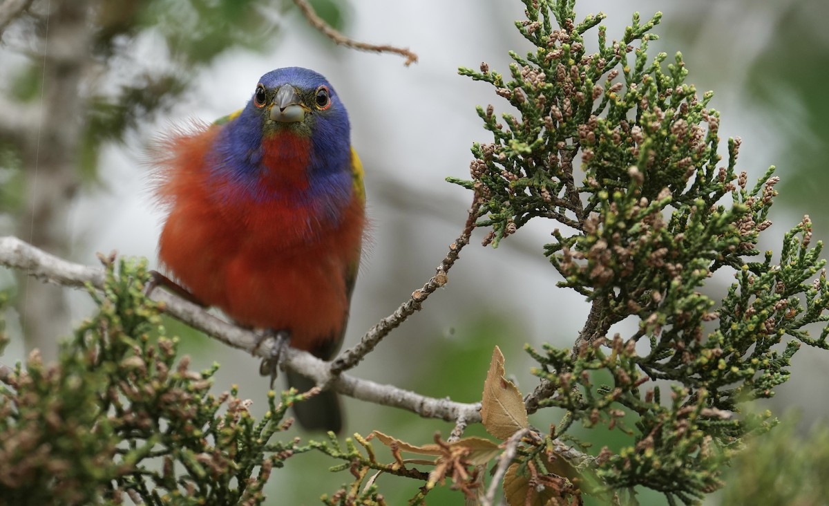 Painted Bunting - ML617955045