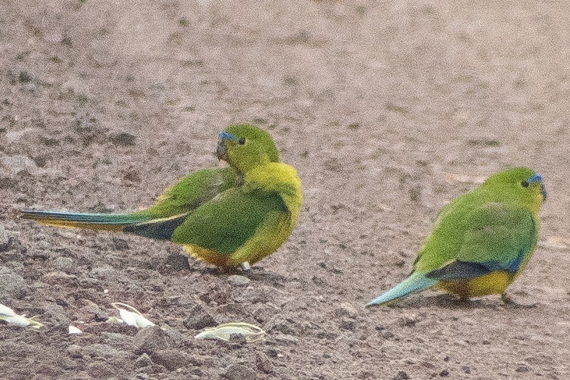 Золотистобрюхий травяной попугайчик - ML617955046
