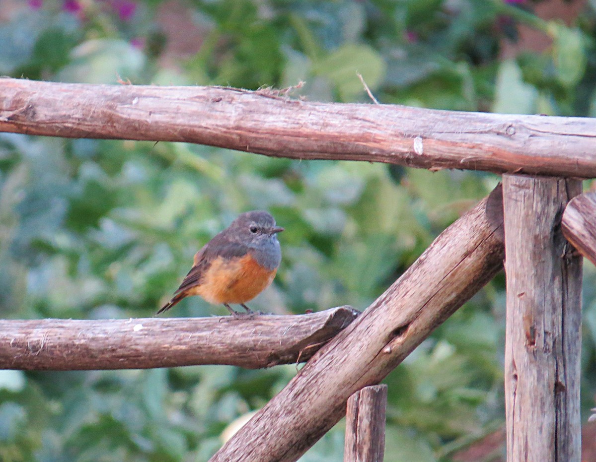 Little Rock-Thrush - ML617955047