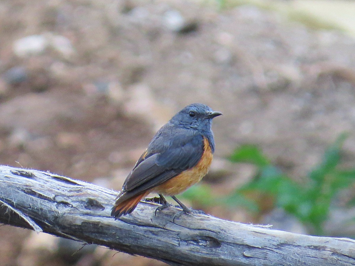 Little Rock-Thrush - ML617955048