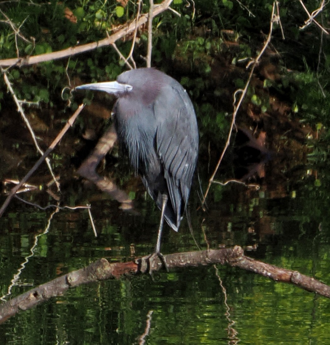 Little Blue Heron - ML617955050