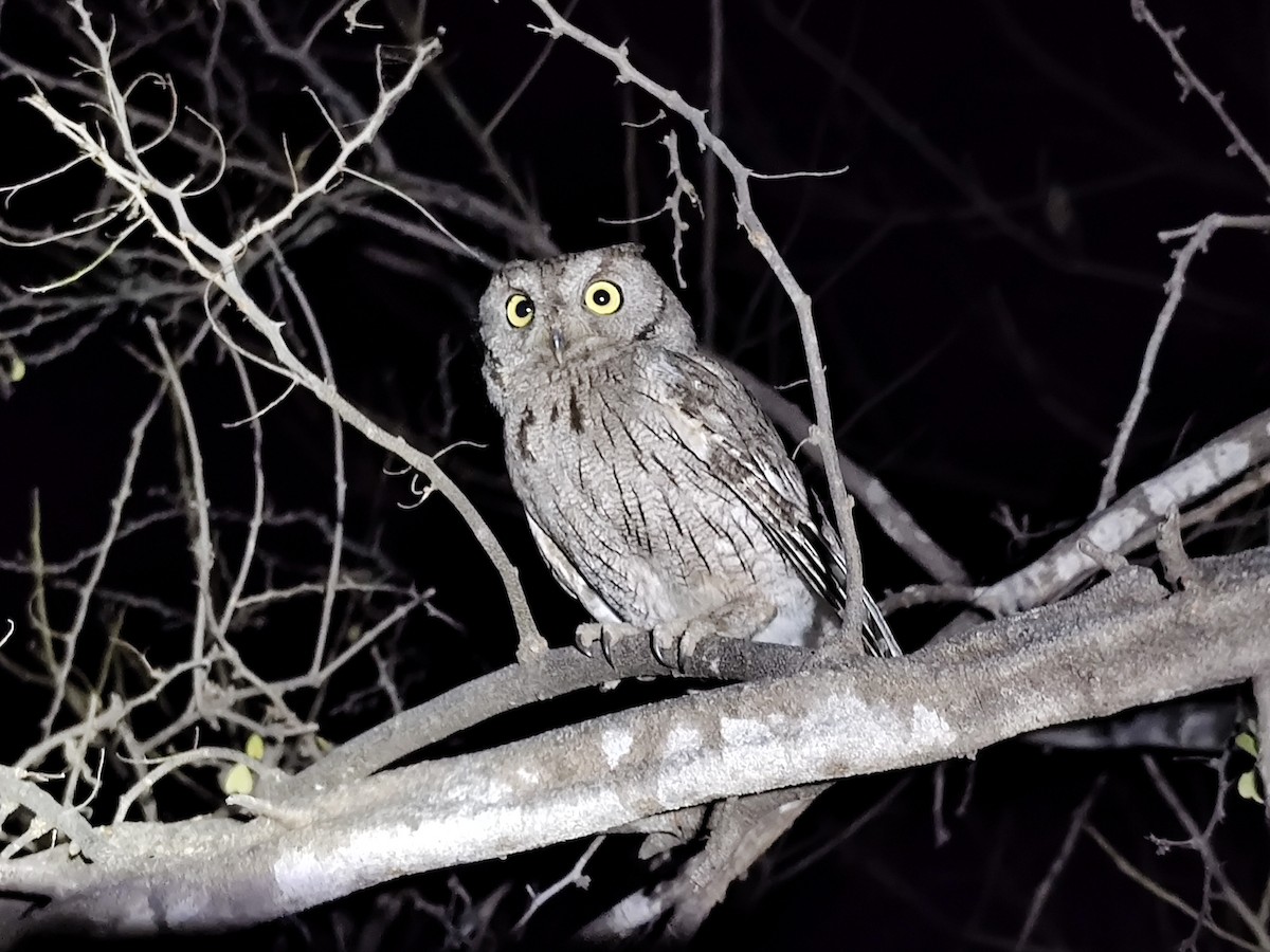 Western Screech-Owl - ML617955063