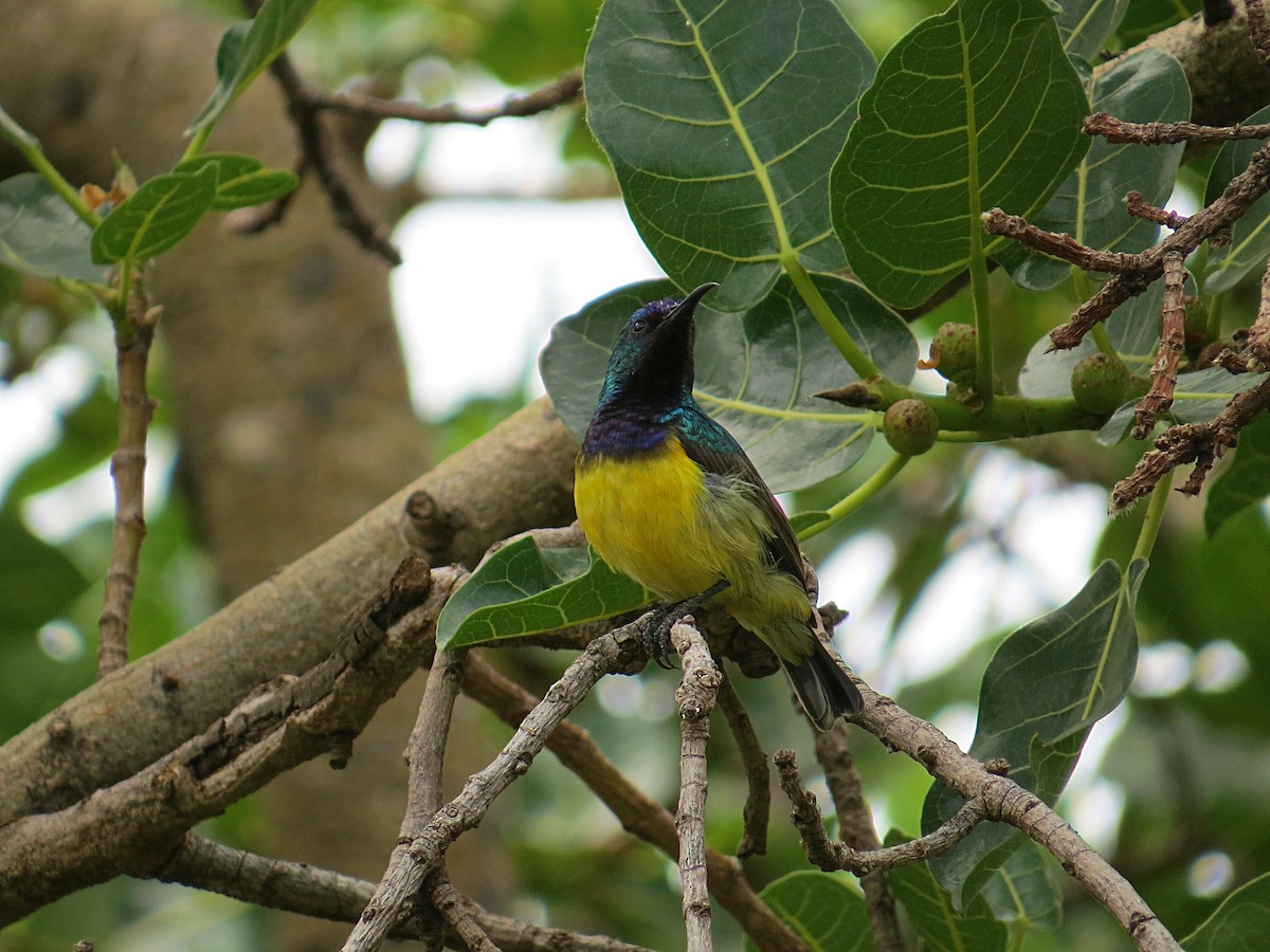 Variable Sunbird - Andrew Cauldwell