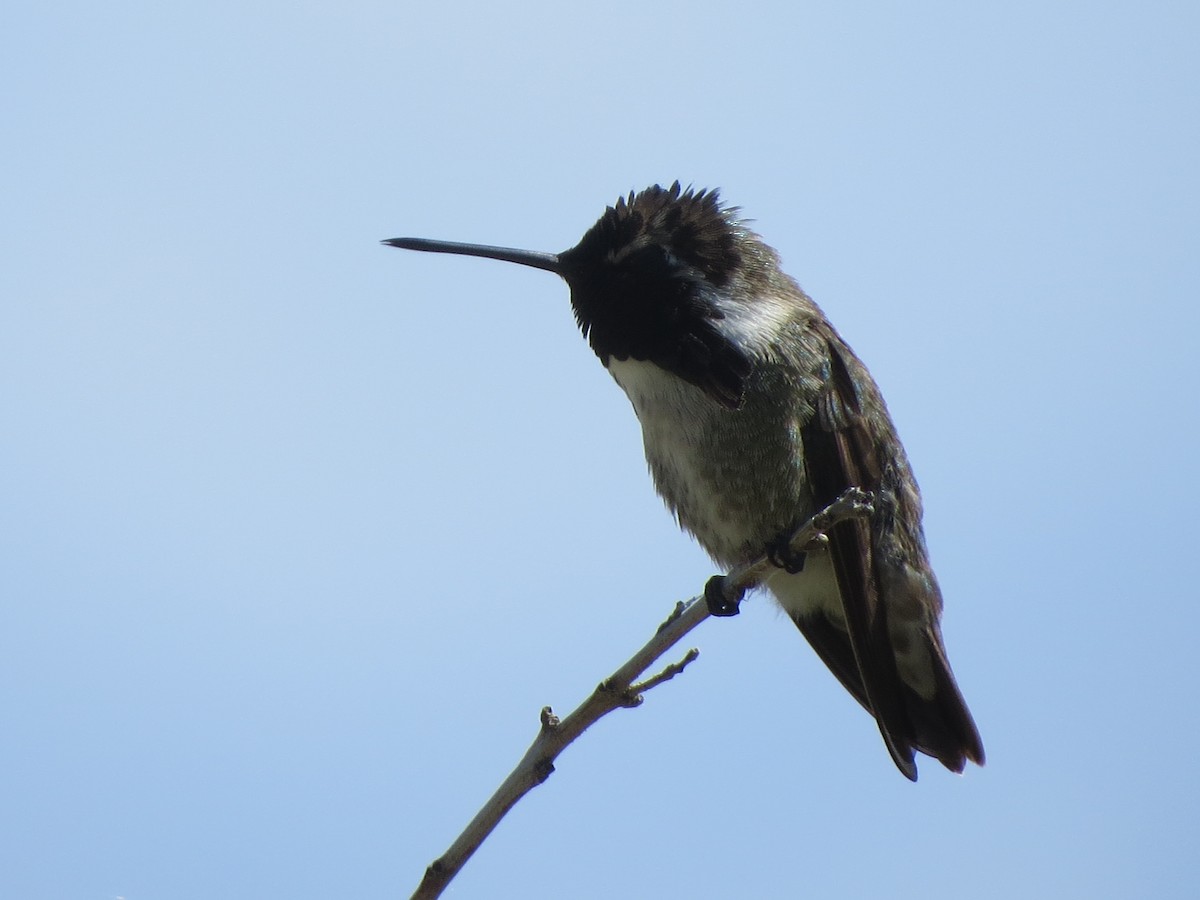 Costa's Hummingbird - ML617955087