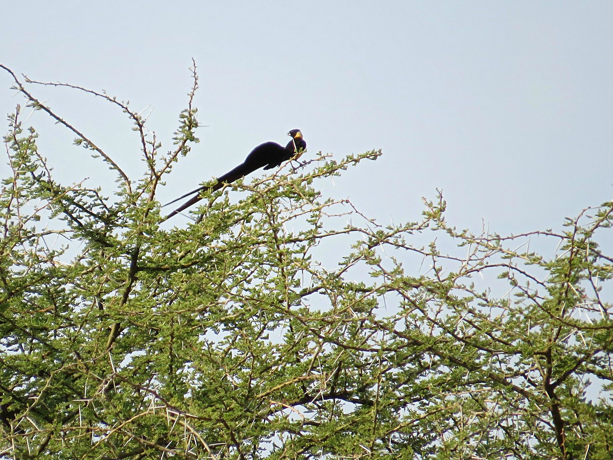 Eastern Paradise-Whydah - ML617955090