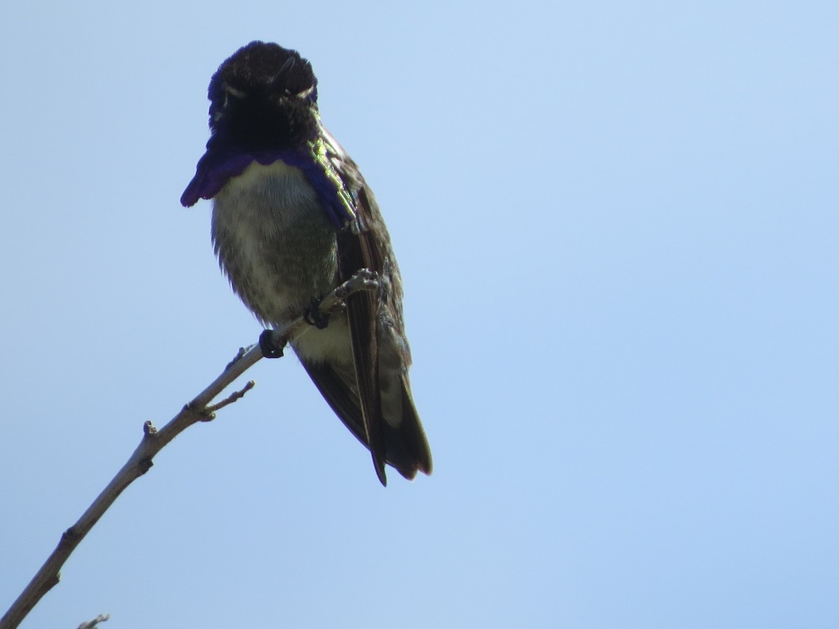 Costa's Hummingbird - ML617955093