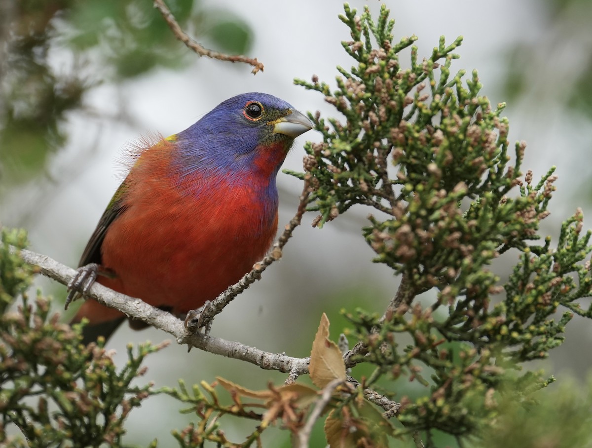 Painted Bunting - ML617955105