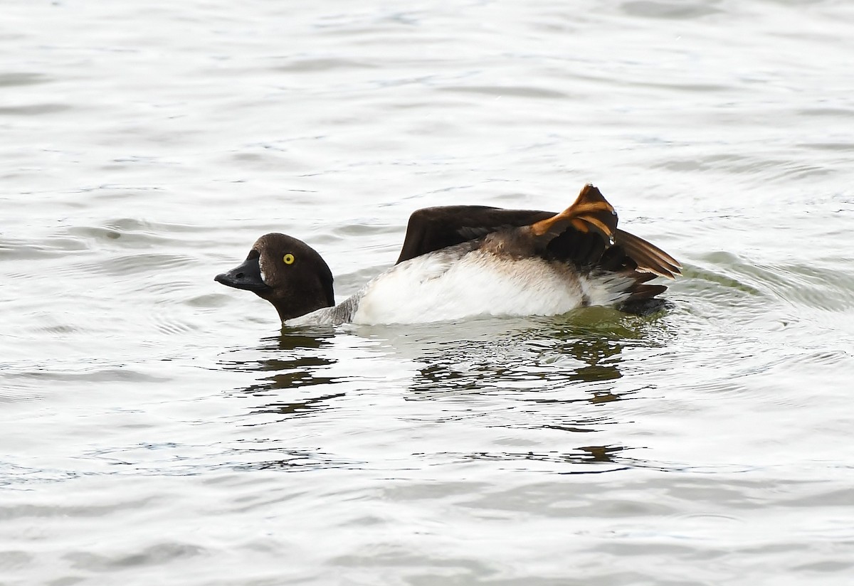 Barrow's Goldeneye - Rachel Hudson