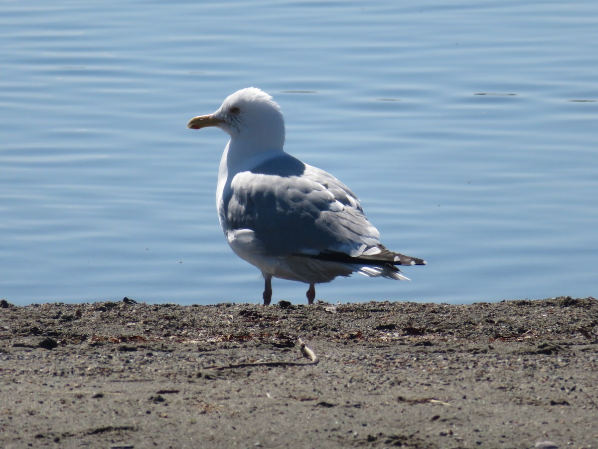 Gaviota Argéntea - ML617955140