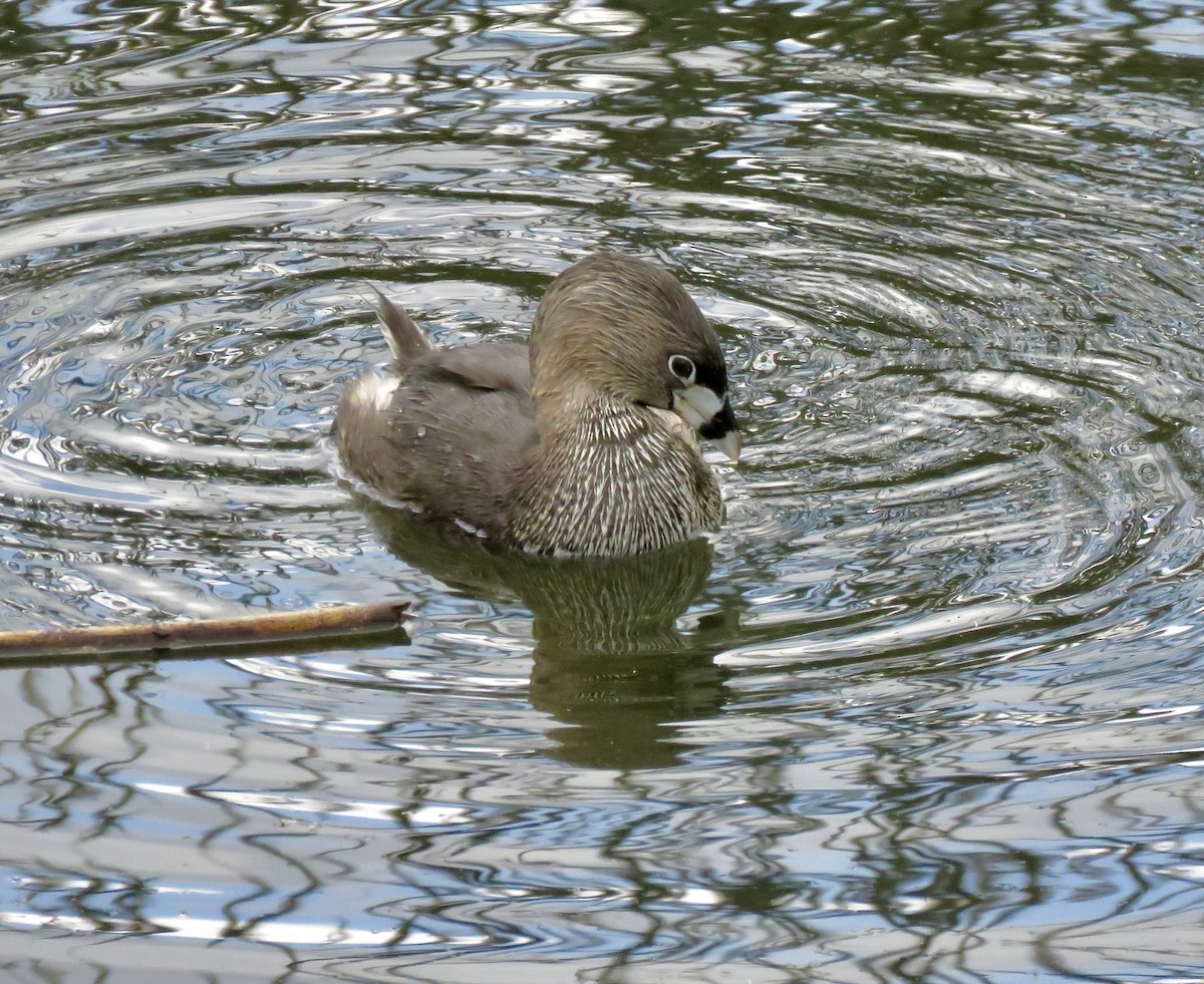 Pied-billed Grebe - Larry Moore
