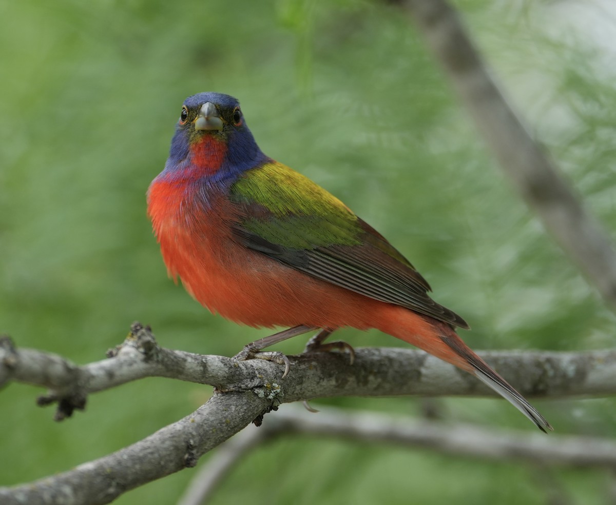 Painted Bunting - ML617955249