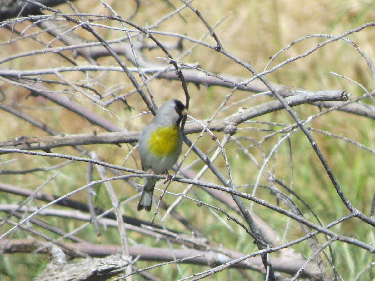 Lawrence's Goldfinch - ML617955258