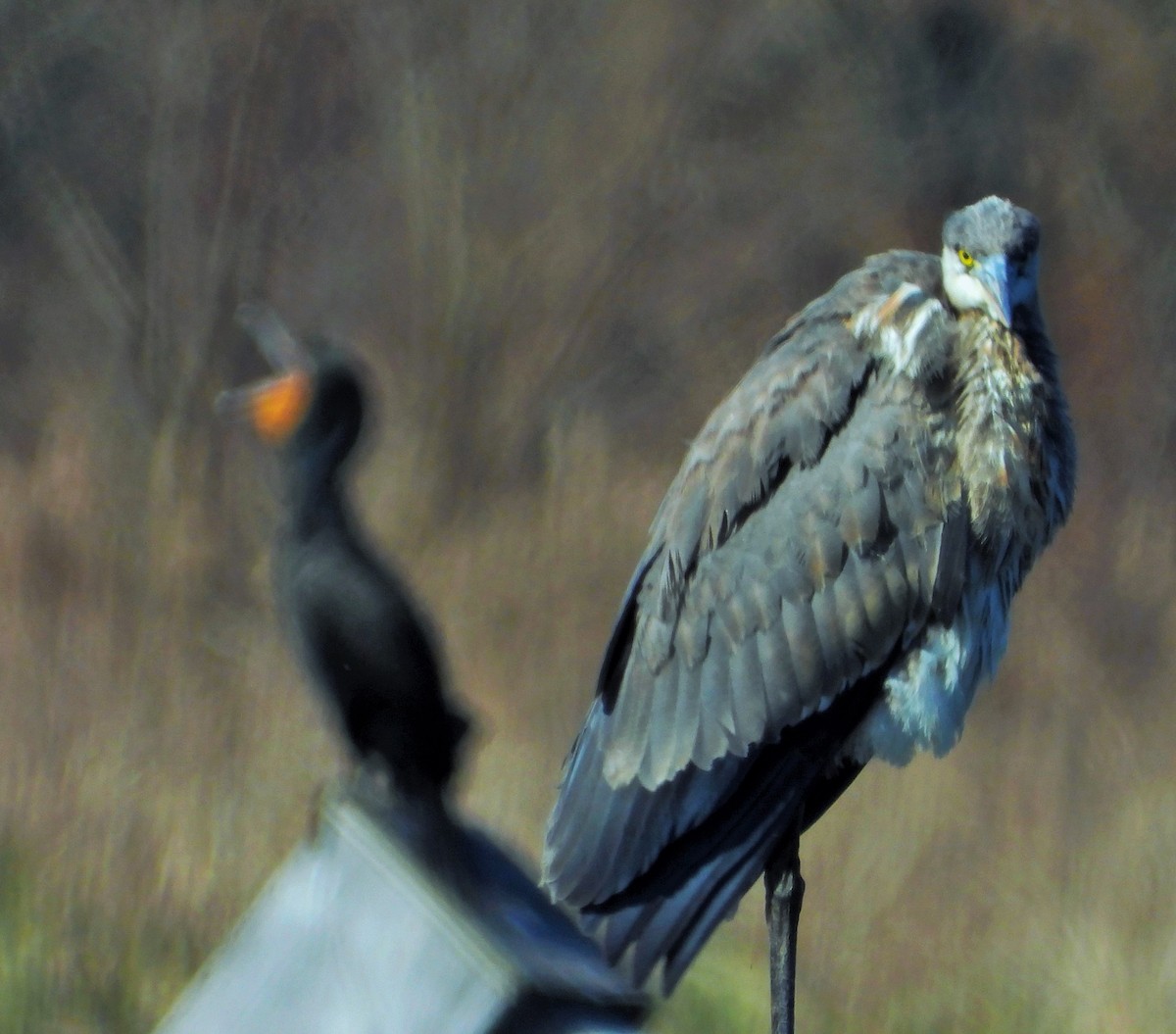 Great Blue Heron - ML617955283