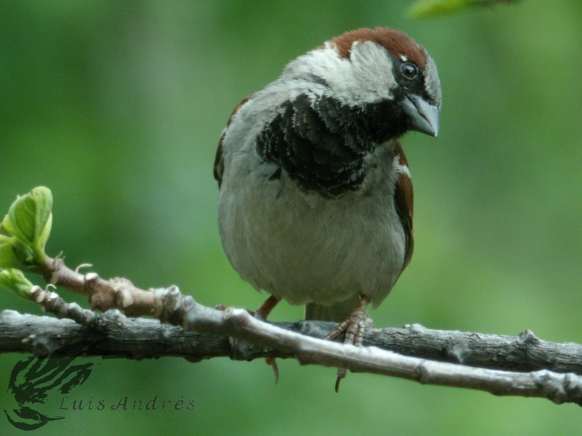 Moineau domestique - ML617955292