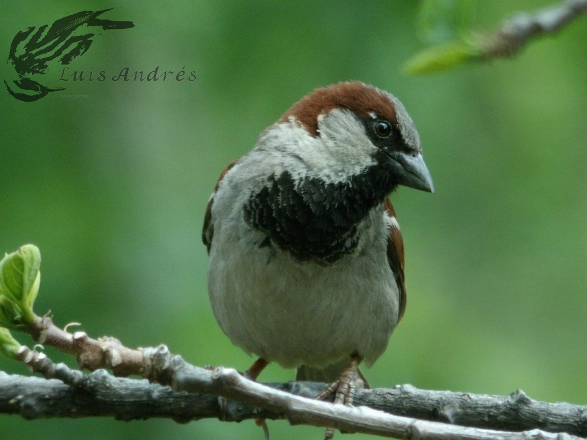 Moineau domestique - ML617955295