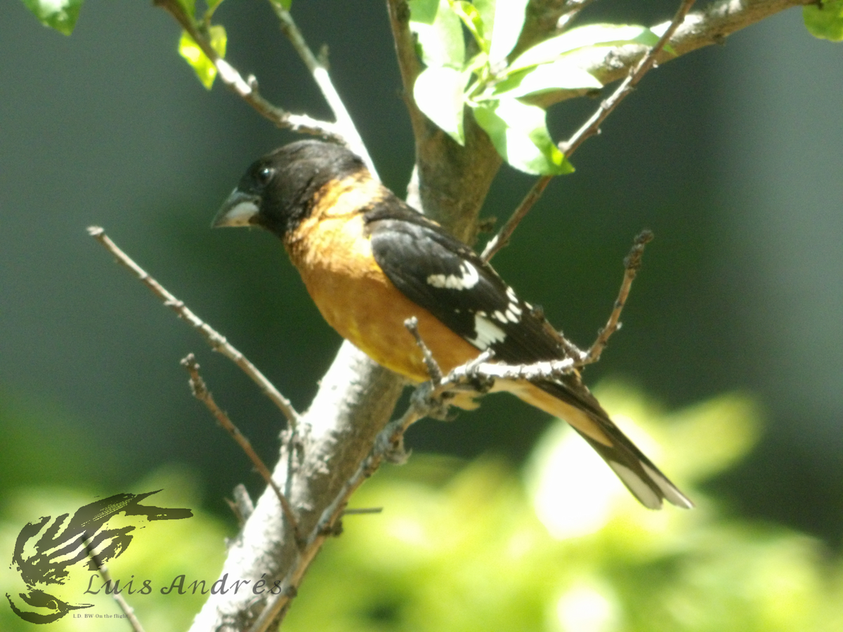 Cardinal à tête noire - ML617955343