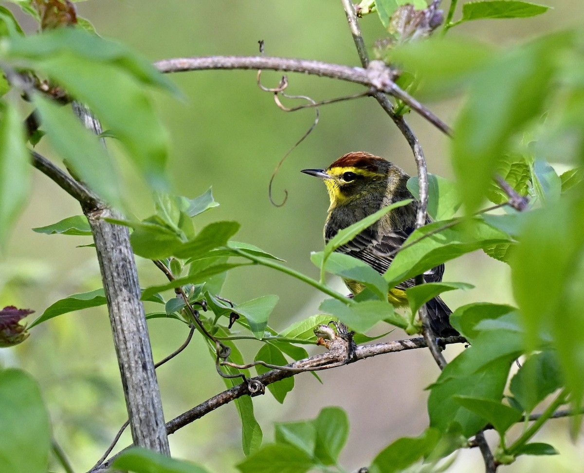 Palm Warbler - ML617955352