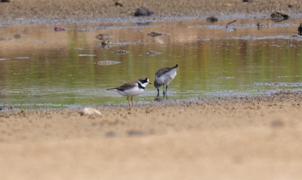 Semipalmated Plover - David Stekoll