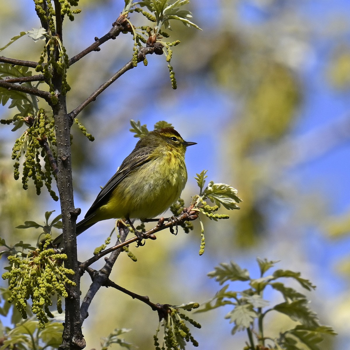 Paruline à couronne rousse - ML617955361