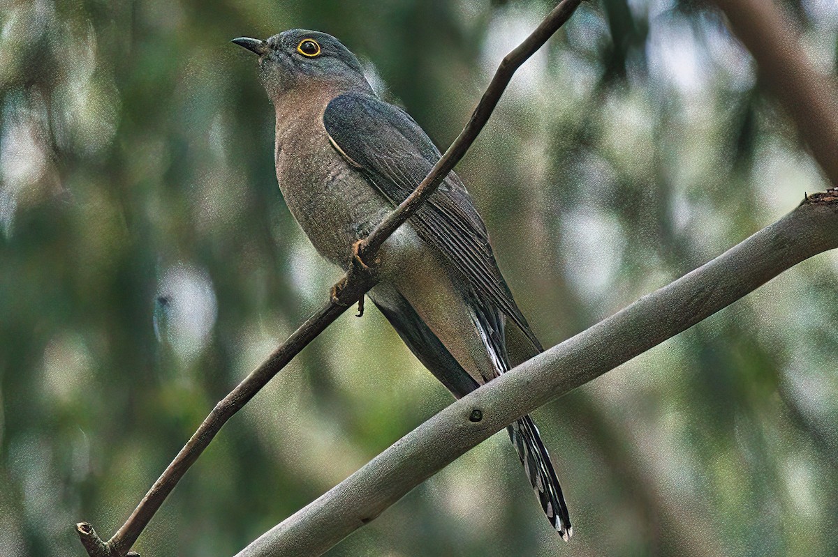 Fan-tailed Cuckoo - ML617955385