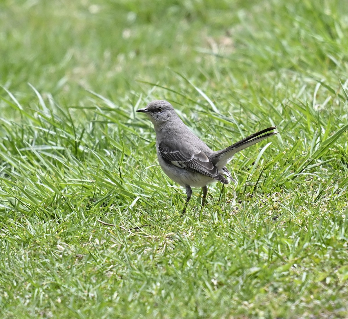 Northern Mockingbird - ML617955387