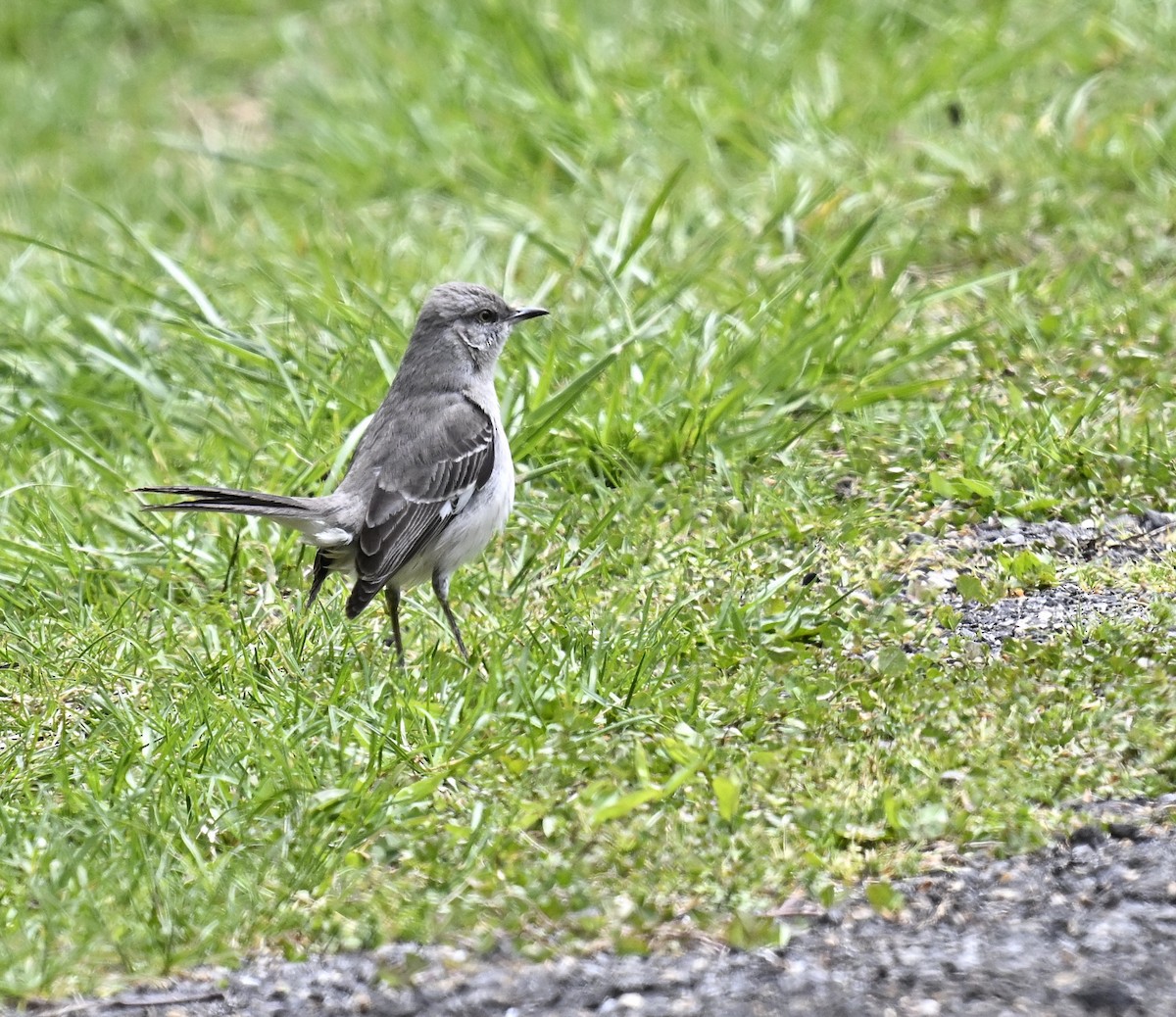 Northern Mockingbird - ML617955388