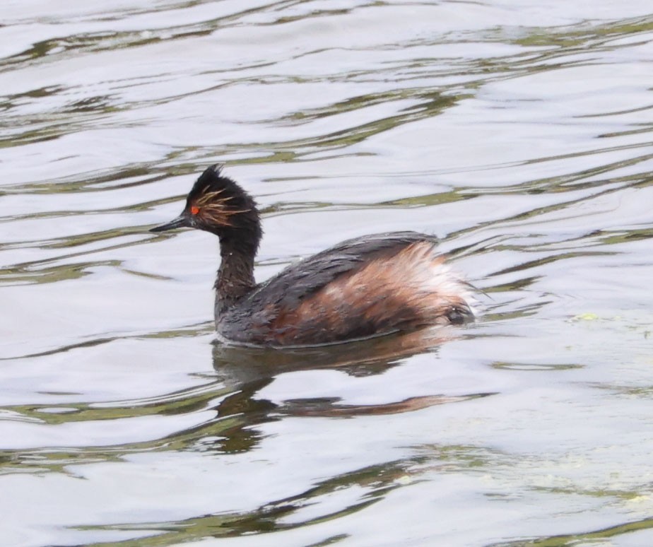 Eared Grebe - ML617955425