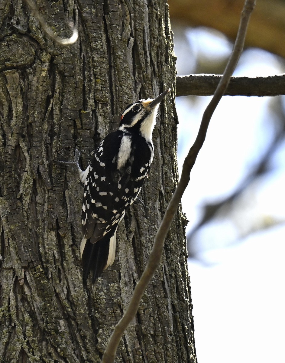 Hairy Woodpecker - ML617955451