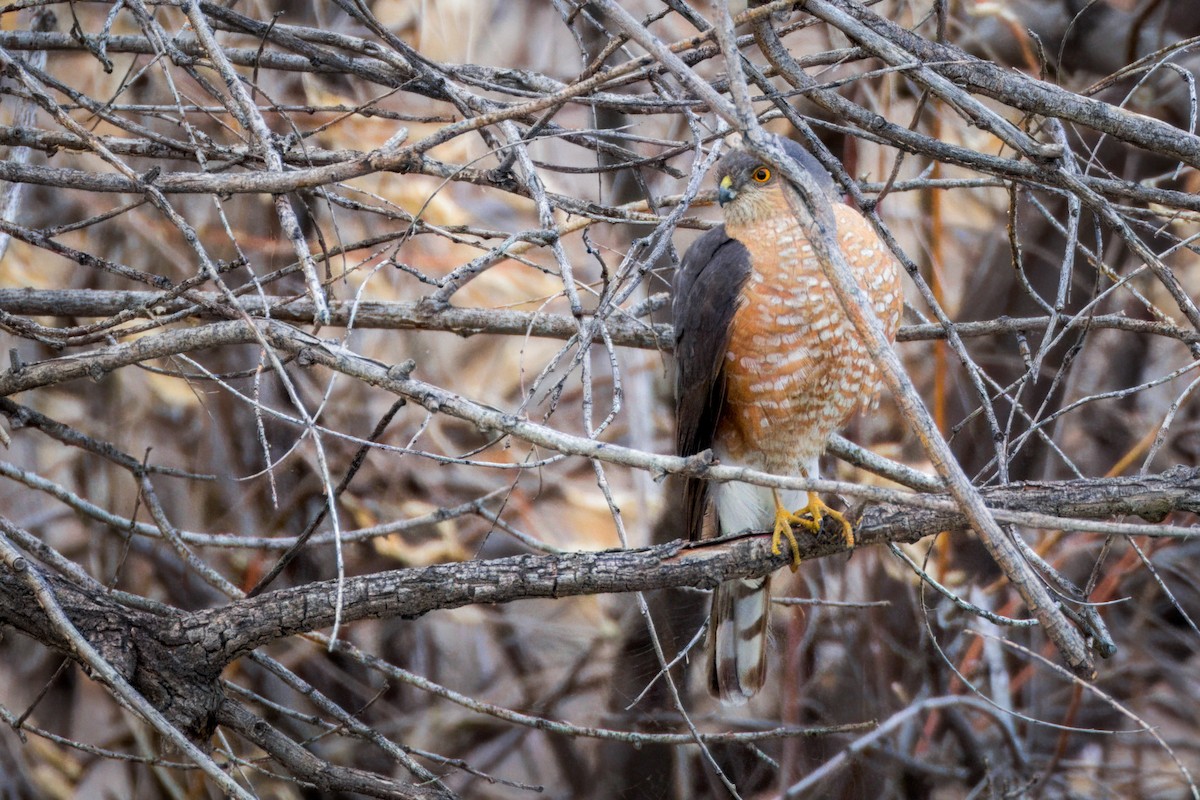 Sharp-shinned Hawk - ML617955454