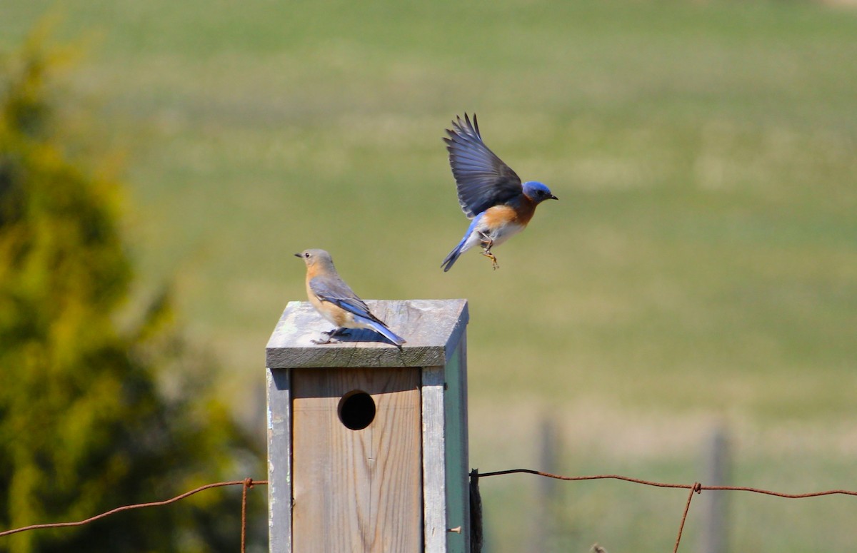 Eastern Bluebird - Hilary Dickson