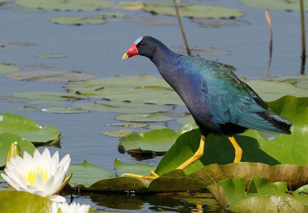 Purple Gallinule - Bill Thompson