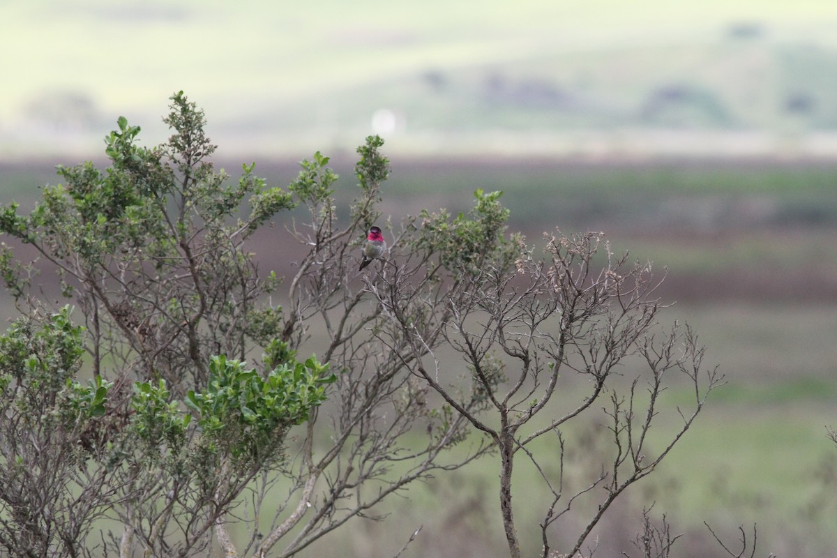 Anna's Hummingbird - ML617955578